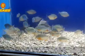 男子将清道夫丢入食人鱼缸中，食人鱼会吃清道夫吗？镜头拍下全程
