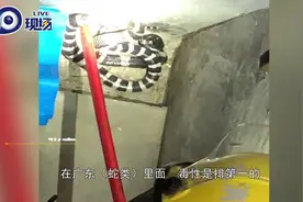 可怕！清远一厂房惊现剧毒银环蛇，消防员立即展开擒获行动视频封面