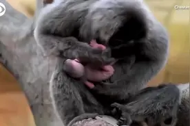 刚出生的猴宝宝，竟然被猴妈妈紧紧的抱着，猴妈妈的举动令人暖心视频封面