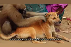 动物园小猴子帮人抓虱子5美元一次，手法娴熟，这猴子成精了吧