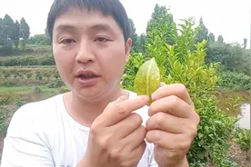 四川种植技术员，柑橘叶子发黄缺什么元素，教你一招轻松辩别！视频封面