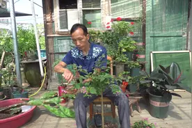 紫薇花开花性能非常好，按照这种思路修剪，开花更多更艳视频封面