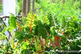 园丁技能GET：教你阳台上怎么种菜图片