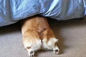 狗狗喜欢把屁股对着你，原来有这6个意思图片