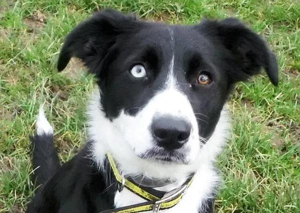 两只眼睛颜色不一样的狗子,到底有什么天赋异禀?