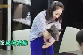 宋茜又晒自己的宠物猪了，多年不见这头猪真的越长越丑了图片