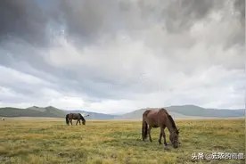 俗话“驴肉香，马肉臭，打死不吃骡子肉”，古人为何忌讳吃骡马肉图片