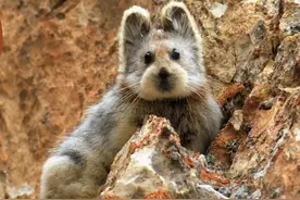 这种像老鼠的兔子比大熊猫还要少！快灭绝了才被我们发现图片