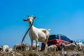 纪实摄影：那山 那人 那狗图片