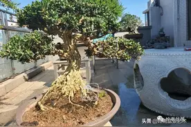 陈标臣，痴迷黄杨四十年，他的作品让人大开眼界图片