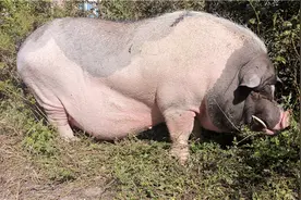 养一只500斤的宠物猪是什么体验？猪主人：它只是比猫狗大一点……图片