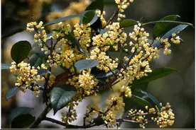 带你欣赏桂花品种大合集图片