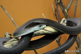 速度快，进攻性强！这大概也是“科比”愿以黑曼巴自居的原因吧图片