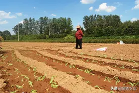 农村低调的“懒人菜”，种植成本低，加工后能吃一冬天图片