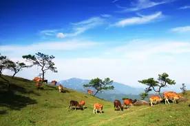 罗定八排山：春意涌动，花语沁心图片