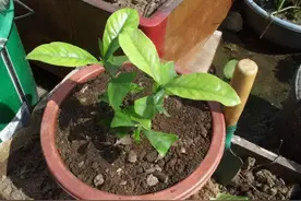 夏季想给花换盆，选对时间，掌握技巧，缓苗也没那么难图片