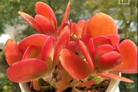 多肉让我的生活充满诗意和美好图片