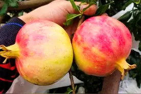 买石榴不能买又红又圆的，果农教你正确的方法，保证皮薄汁水甜图片