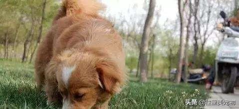 科普：养狗，这6种营养物质，缺一不可