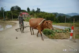 山村大爷帮人干活，1个月收入1万多元，看为啥村民称“不羡慕”图片