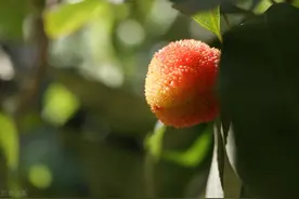 杨梅，一种极其“娇贵”的水果图片