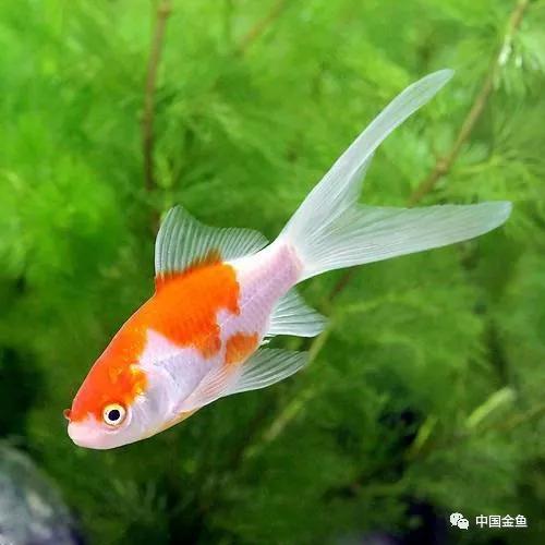 一些特殊的金鱼品种(金鱼有多少种品种) - 冷求网