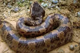 毒蛇五步蛇：我不是最毒的蛇，为何古人冤枉我说咬了只能走五步图片