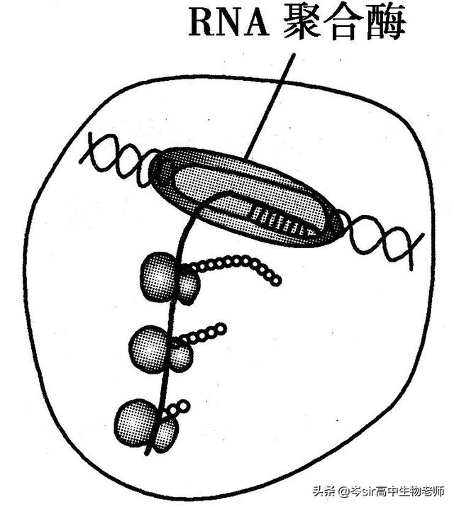 基因指导蛋白质的合成 高中生物重点知识梳理