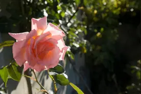 我，一直在这里等你图片