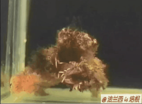 一日为奴，世代为奴，与螃蟹共生的海葵，吃不饱长不大被撕裂