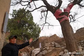 560年古树，树冠冒白烟喜鹊不搭窝，86岁老夫妻守护不离开图片