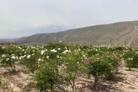 榆中县牡丹花开满山香图片