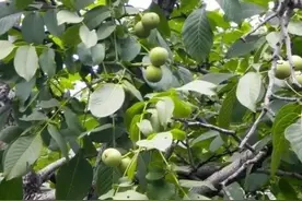 核桃树不结果是什么原因？学会这些能让核桃挂满树，一茬接一茬！图片