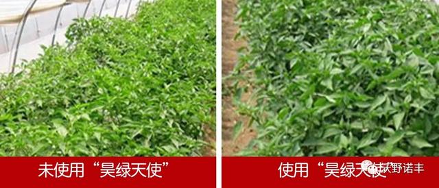 国家重点研发计划产业化「2021国内酶解氨基酸叶面肥的新旗舰」