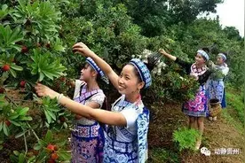 正式公布！贵州这361个家庭农场成省级示范，你家乡有几个？图片
