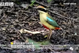 这些宝藏小鸟，和江苏关系不一般图片