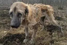 一生被当做“生育机器”的繁殖犬，老年子宫脱落于体外，终被抛弃图片