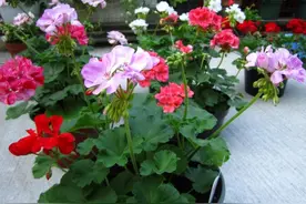 有些花草有毒性，10种花不能在室内养，影响身体健康图片