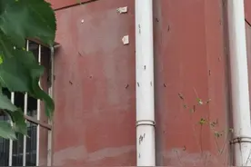 小区树上“毛毛虫”泛滥？园林部门放天敌来“灭虫”图片