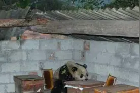 萌，野生大熊猫下山偷吃蜂蜜，被抓时仍然淡定的在狂吃图片