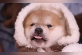 豆柴是不是从小饿瘦的？豆柴是柴犬吗？豆柴有啥标准？图片