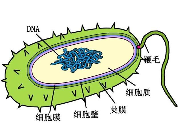 DNA里隐藏了生命所有的秘密，这是怎么实现的？