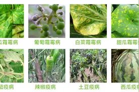 20种作物常见病害，病害图片和常用药剂图片