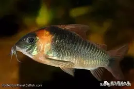 每天认识一种南美鱼｜（65）尼格罗青鼠图片