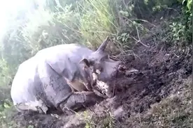偷猎者持AK47扫射犀牛8枪带走牛角 印官员：武器高级非等闲之辈图片