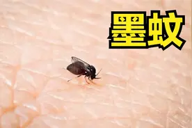 科普：夏天到了，来看看几种咬你的蚊子吧图片