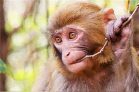 首例猴子换头手术在中国完成，花费7000万，手术成功了吗图片