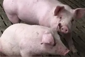 猪反复发烧是什么问题？猪发烧怎么治疗？本文有详细讲解图片