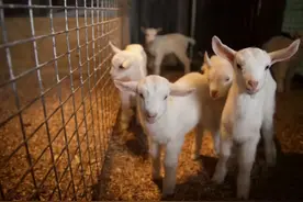 浅谈山羊奶和绵羊奶，一字之差却对宝宝影响大不相同图片