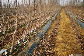 山东肥城大棚油桃“一根棍”形修剪新技术图片
